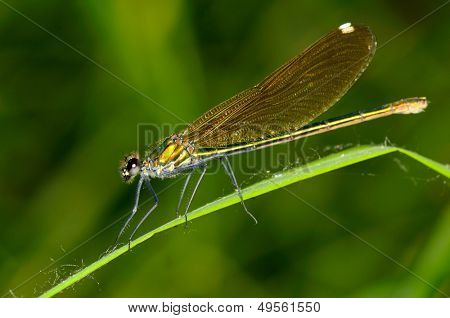 Dragonfly udendørs (coleopteres splendens)