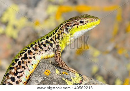 grön ödla utomhus (podarcis tauricus)