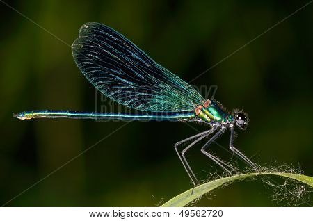 vážka venkovní (coleopteres splendens)