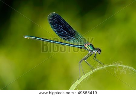 Dragonfly udendørs (coleopteres splendens)