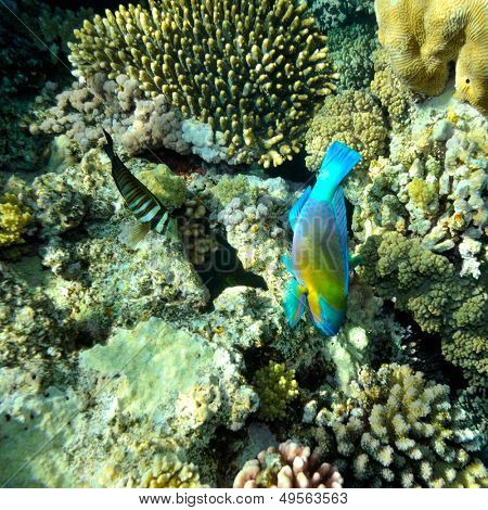 Unterwasser Bild der tropischen Fische (Bullethead Papageienfische - Scarus Chlorurus Sordidus)