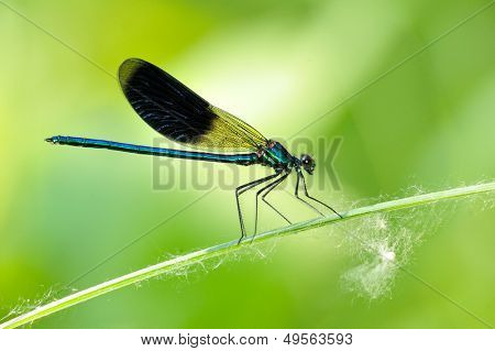 Dragonfly udendørs (coleopteres splendens)