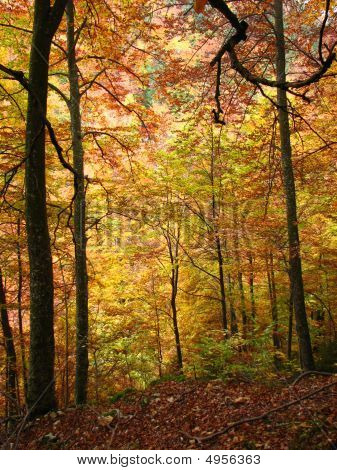 Värit Fall