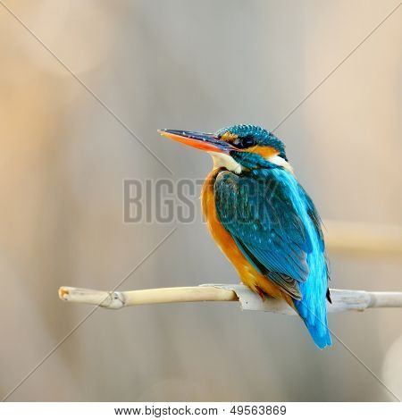 킹 피셔 (alcedo atthis)