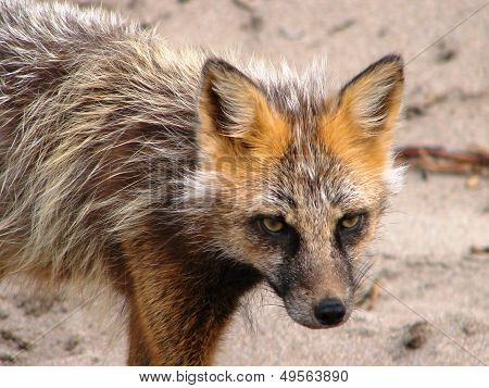 fox on walk