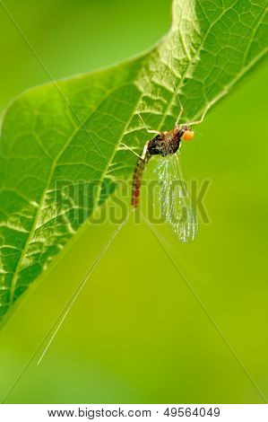 Nærbillede af mayfly (Ephemeroptera) på blad - profil