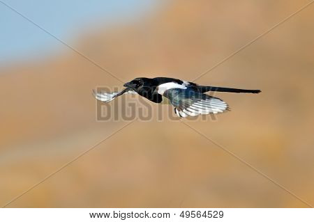 Straka v letu (pica caudata)