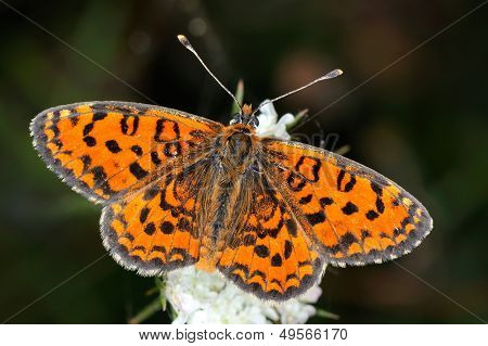 motyl w naturalnym środowisku (melitaea aethera)