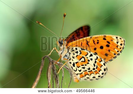 motyl w naturalnym środowisku (melitaea aethera)