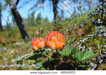 rubus chamaemorus