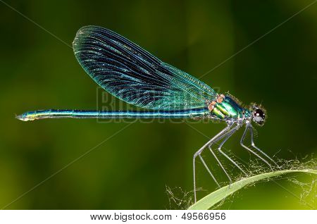 Libelle im freien (Coleopteres Splendes)