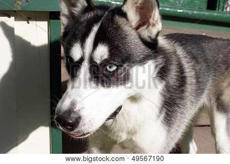 Siberian Husky
