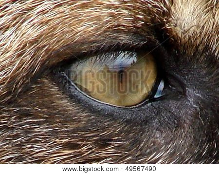 eye of a fox