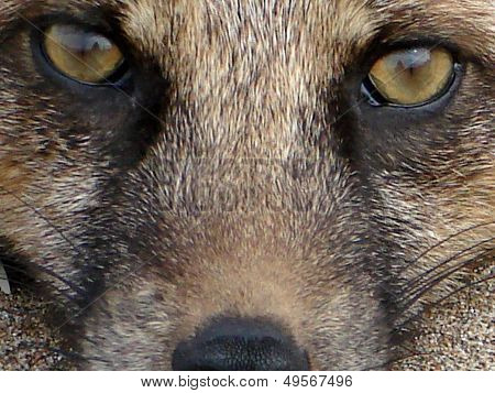 look of a fox