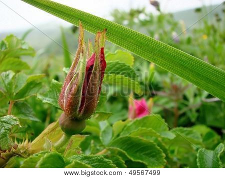 island Urup flowers