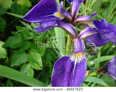 island Urup flowers