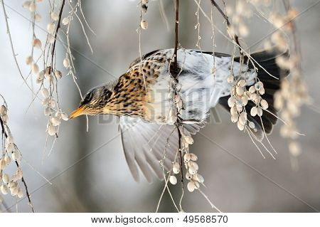 pamukçuk şube kış (Turdus burnu) üzerinde