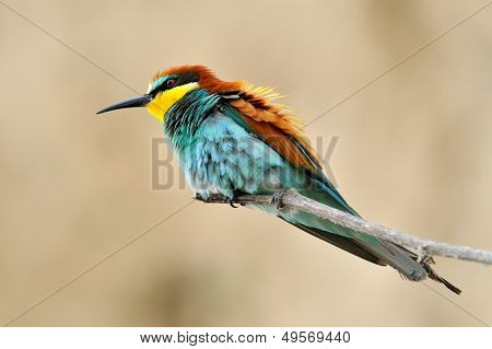 Avrupa arı kuşugiller (arı kuşu Apiaster) açık