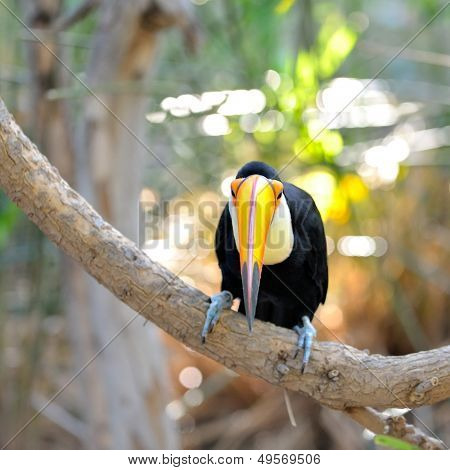 Tukan odkryty - Ramphastos toco