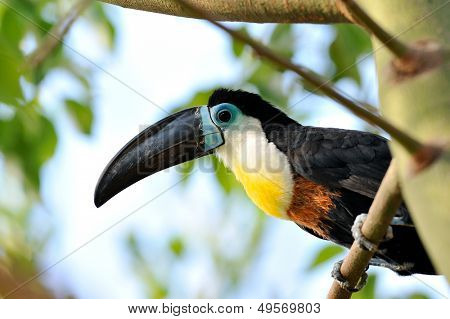 Tukan odkryty - Ramphastos toco