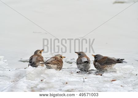 gutu (Turdus burnu) Kışın açık