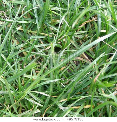 Grass Meadow Weed