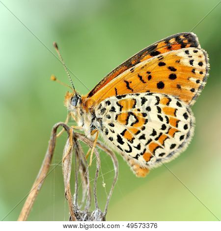 motyl w naturalnym środowisku (melitaea aethera)