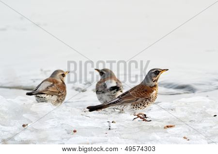 ardıç (Turdus burnu) Kışın açık