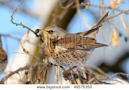 pamukçuk şube kış (Turdus burnu) üzerinde
