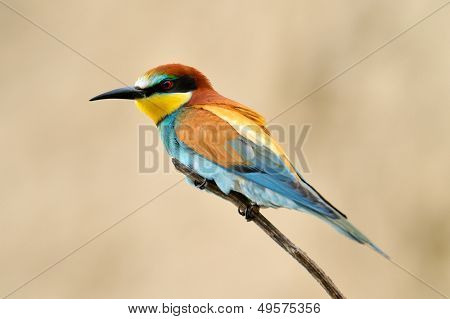 Avrupa arı kuşugiller (arı kuşu Apiaster) açık