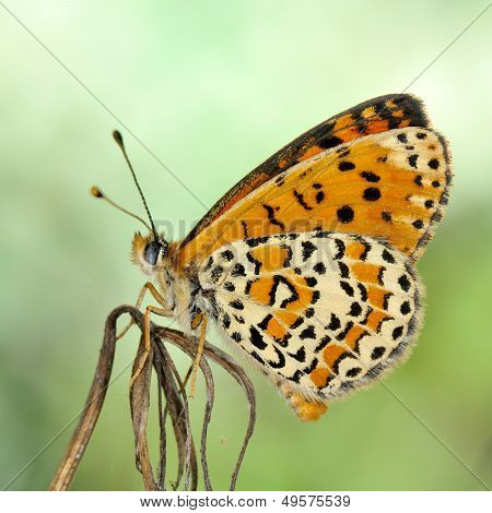 motyl w naturalnym środowisku (melitaea aethera)