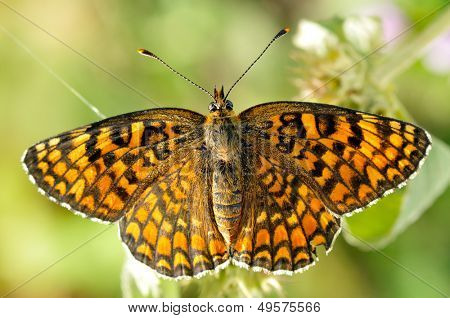 motyl w naturalnym środowisku (melitaea aethera)