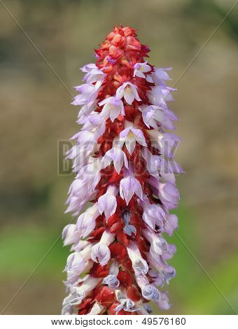 Orchid Primrose - Primula vialii