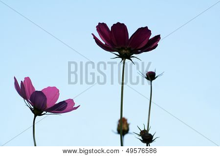 Garden Cosmos (cosmos Bipinnatus)