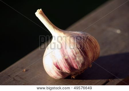 Allium Sativum, Commonly Known As Garlic