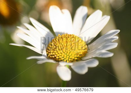 Matricaria Flower Macro, Also Known As Mayweed Or Chamomile