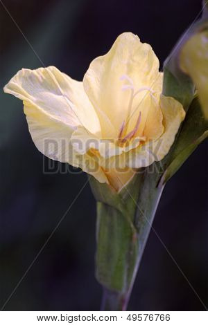 Gladiolus Or Sword Lily Macro