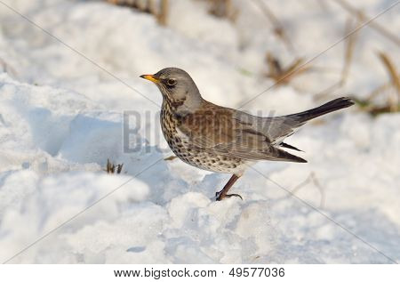 ardıç (Turdus burnu) Kışın açık
