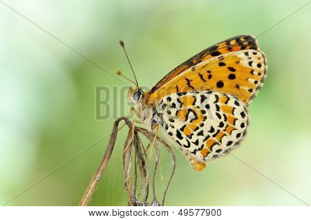 motyl w naturalnym środowisku (melitaea aethera)