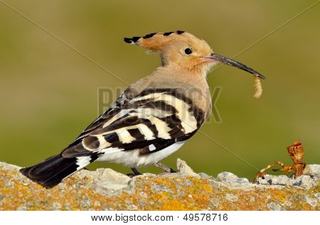hoopoe bird in natural habitat (upupa epops)