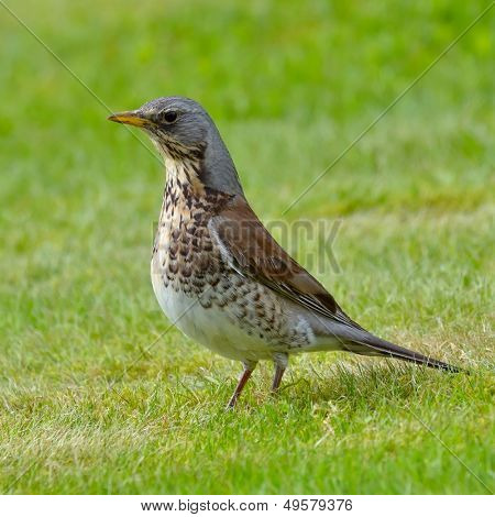  pamukçuk şube kış (Turdus burnu) üzerinde
