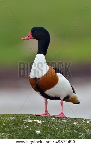 wilde gans (tadorna tadorna)