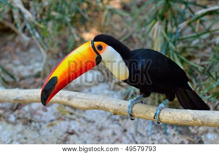  Tukan odkryty - Ramphastos sulphuratus