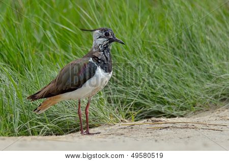  Avefría (vanellus vanellus)