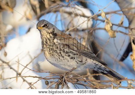 pamukçuk şube kış (Turdus burnu) üzerinde