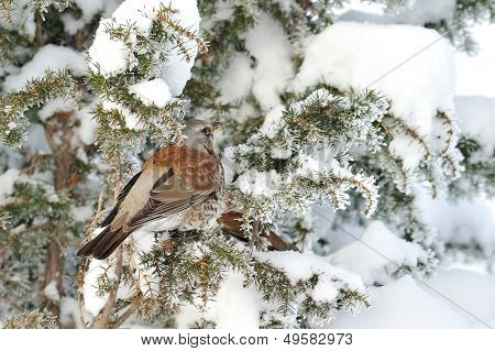 pamukçuk şube kış (Turdus burnu) üzerinde