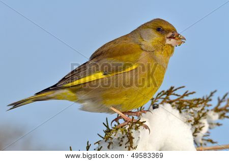 Verdone europeo (carduelis chloris)