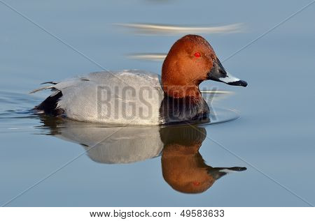 Wild duck luonnollisessa elinympäristössä (aythya ferina)