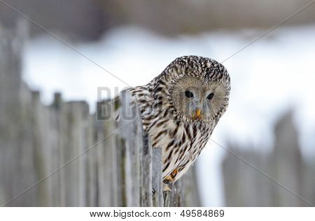   Ural ugle i naturlige habitat (strix uralensis)