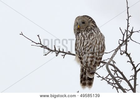 Ural ugle i naturlige habitat (strix uralensis)